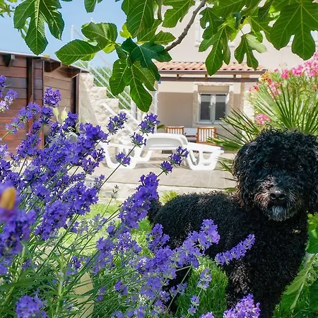 Casa Marina Lejlighed Vrsi